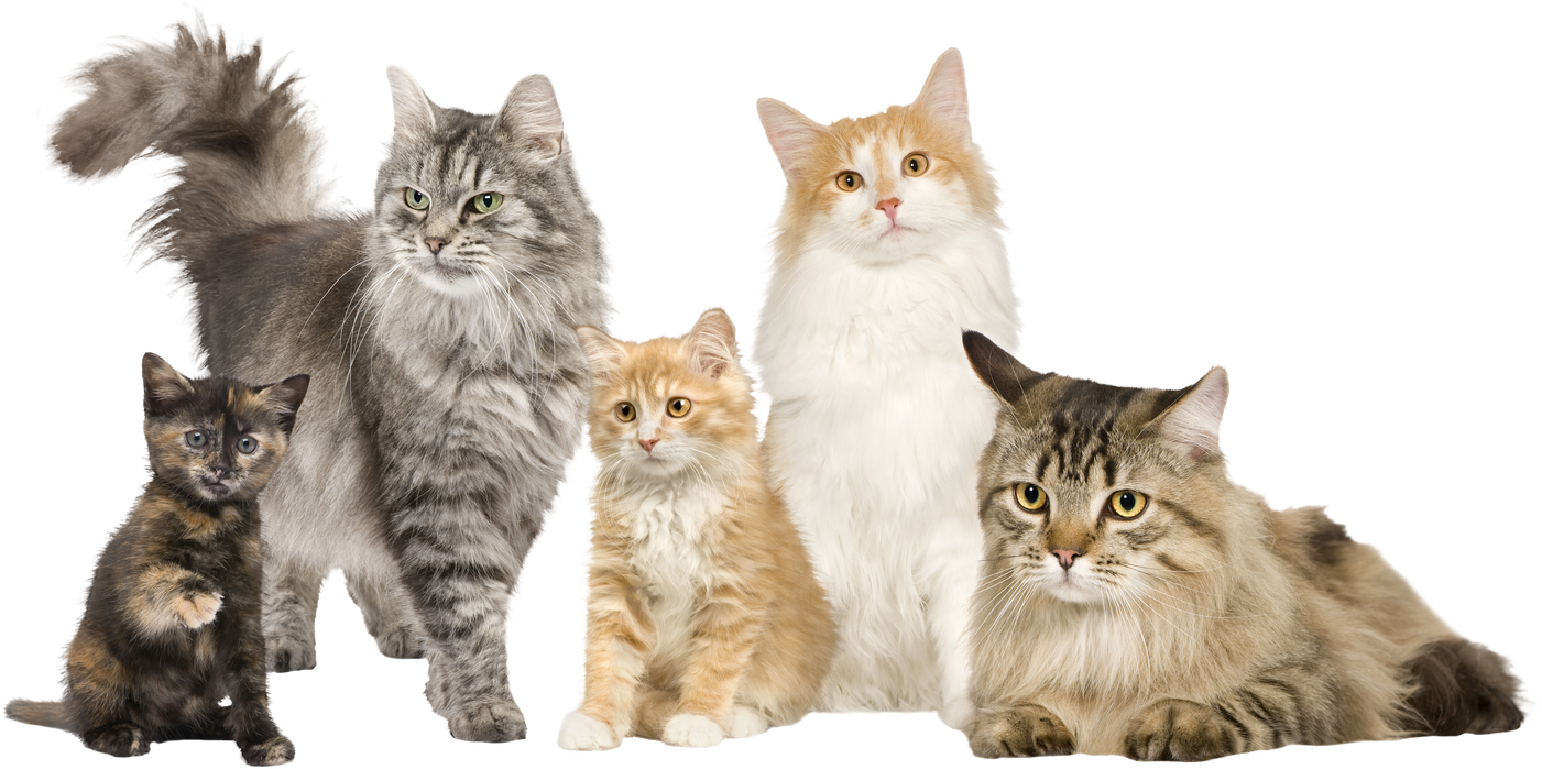 Group of 5 Cats in a Row : Norwegian, Siberian and Persian Cat